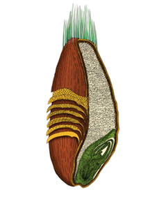 Bulgur Nedir Görsel