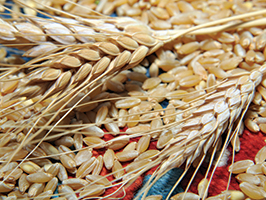 Duru Bulgur Öğütme